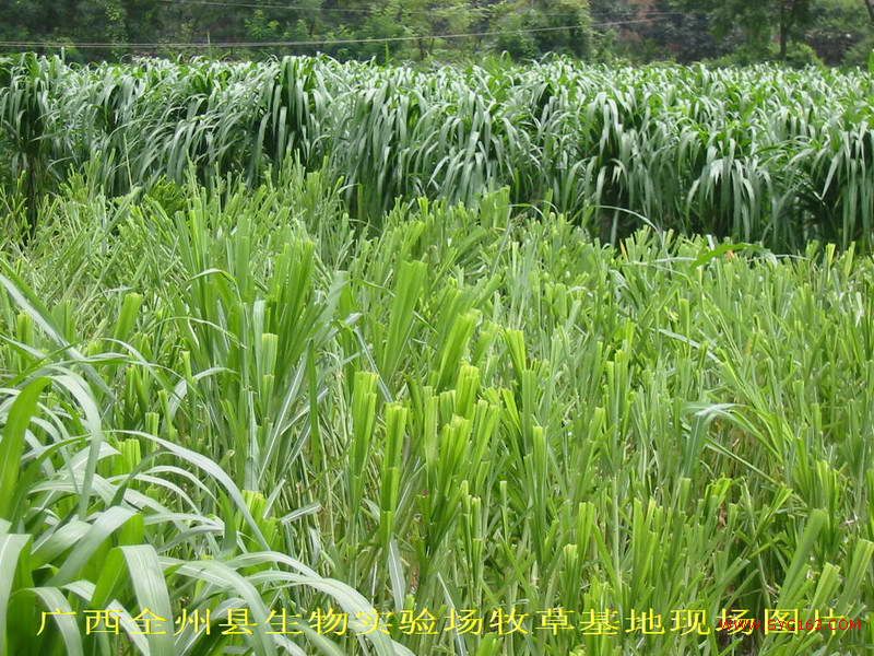 dvubb 按此在新窗口浏览图片