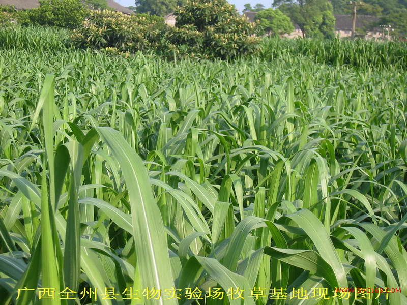 dvubb 按此在新窗口浏览图片