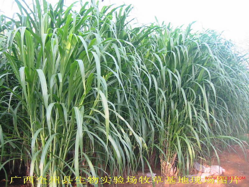 dvubb 按此在新窗口浏览图片