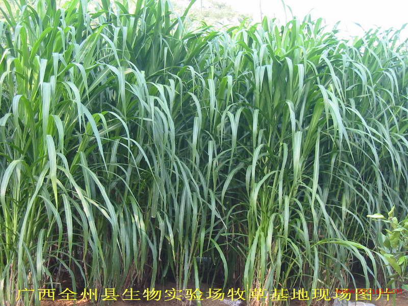 dvubb 按此在新窗口浏览图片