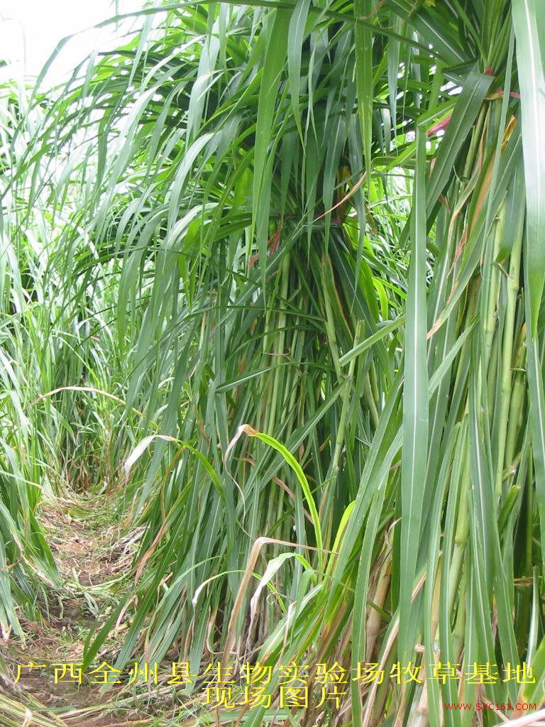 dvubb 按此在新窗口浏览图片