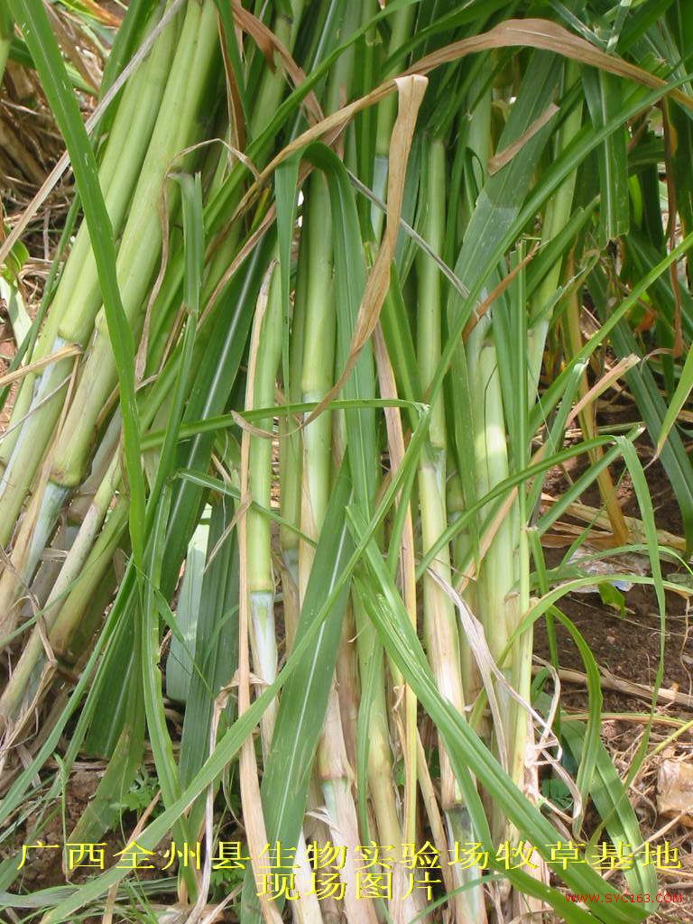 dvubb 按此在新窗口浏览图片