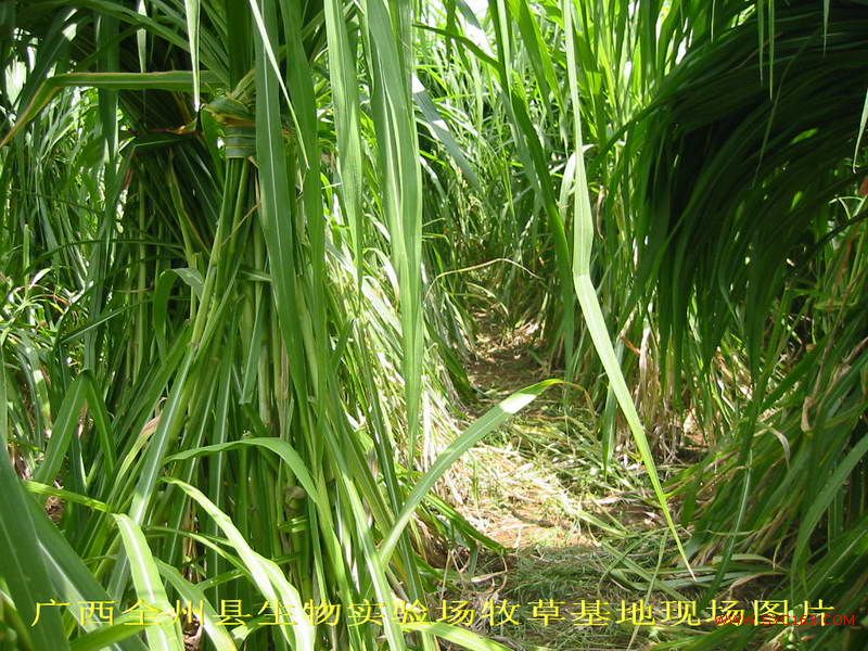 dvubb 按此在新窗口浏览图片