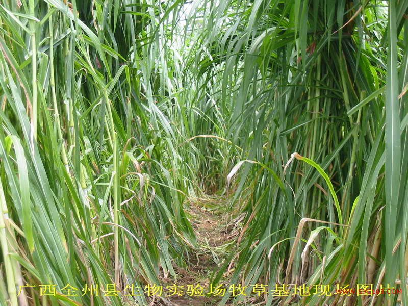 dvubb 按此在新窗口浏览图片