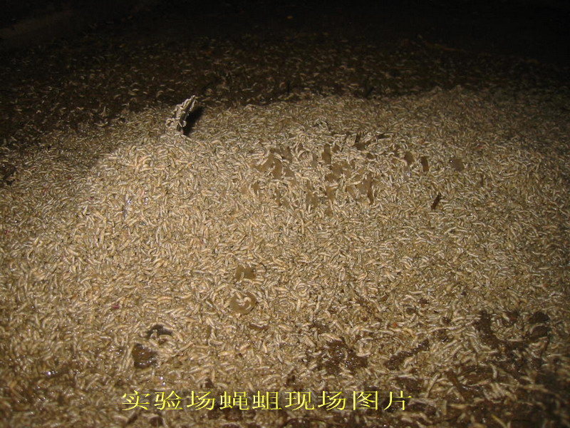 dvubb 按此在新窗口浏览图片