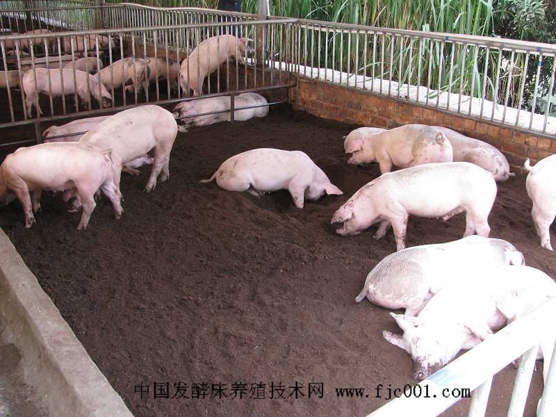 dvubb 按此在新窗口浏览图片