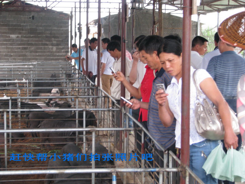 dvubb 图片点击可在新窗口打开查看