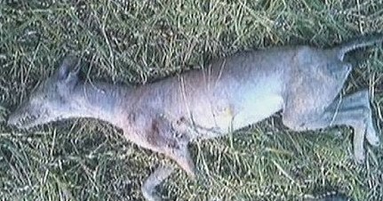 dvubb 图片点击可在新窗口打开查看