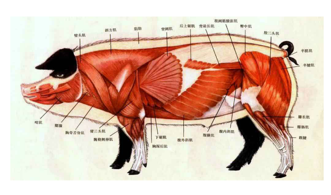 [分享]生猪全身结构图