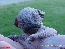 dvubb 图片点击可在新窗口打开查看