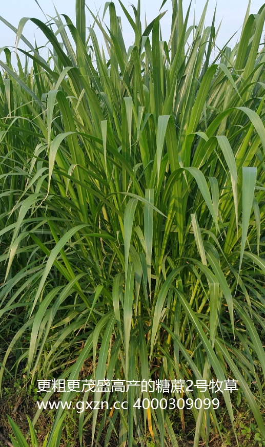 糖蔗2号牧草，已经停止推广，改为升级品种糖蔗3号牧草