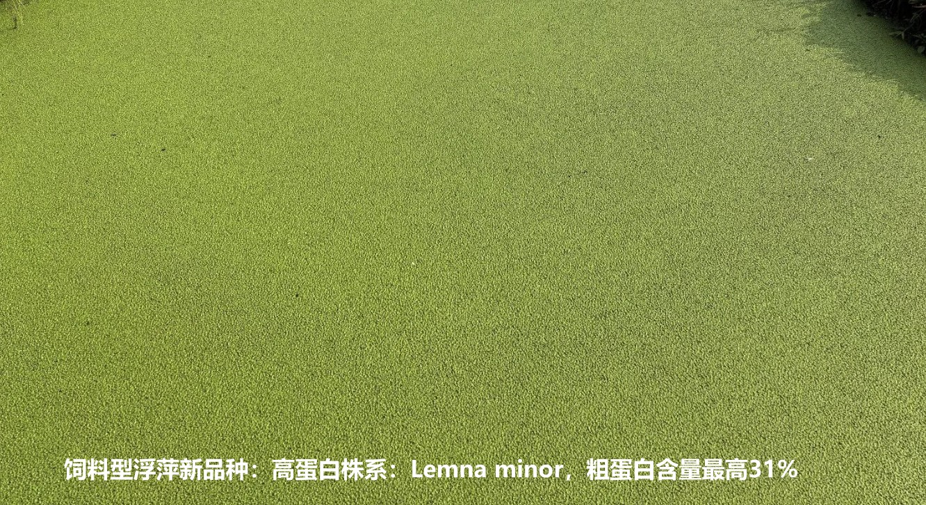 饲料型浮萍新品种：高蛋白株系：Lemna minor，国际编号7868，粗蛋白含量最高31%.jpg