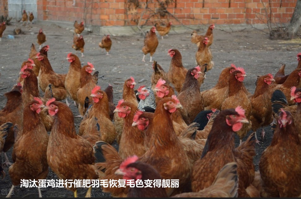 淘汰蛋鸡进行催肥羽毛恢复毛色变得靓丽.jpg