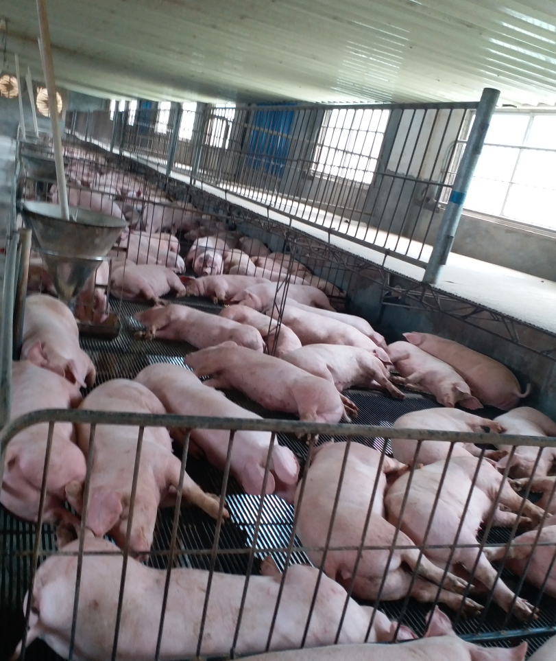 养猪专用复合益生菌4.jpg