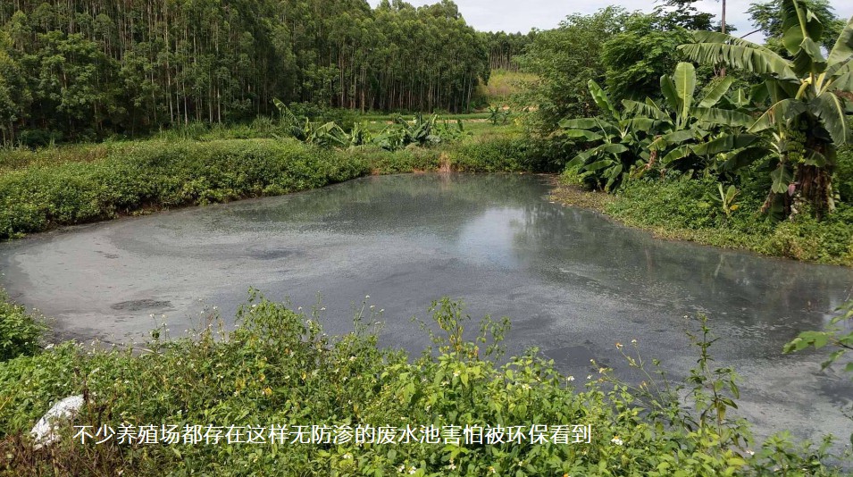 不少养殖场都存在这样无防渗的废水池害怕被环保看到.jpg