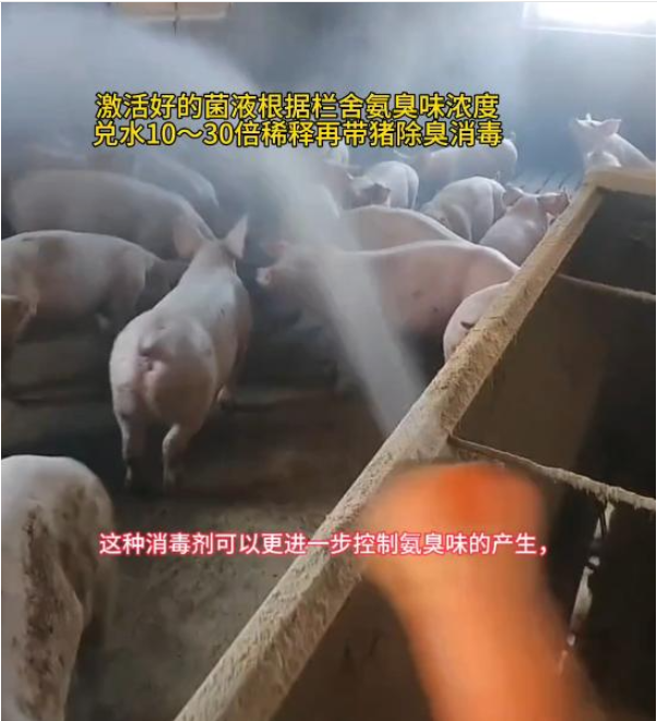 猪场除臭1.png