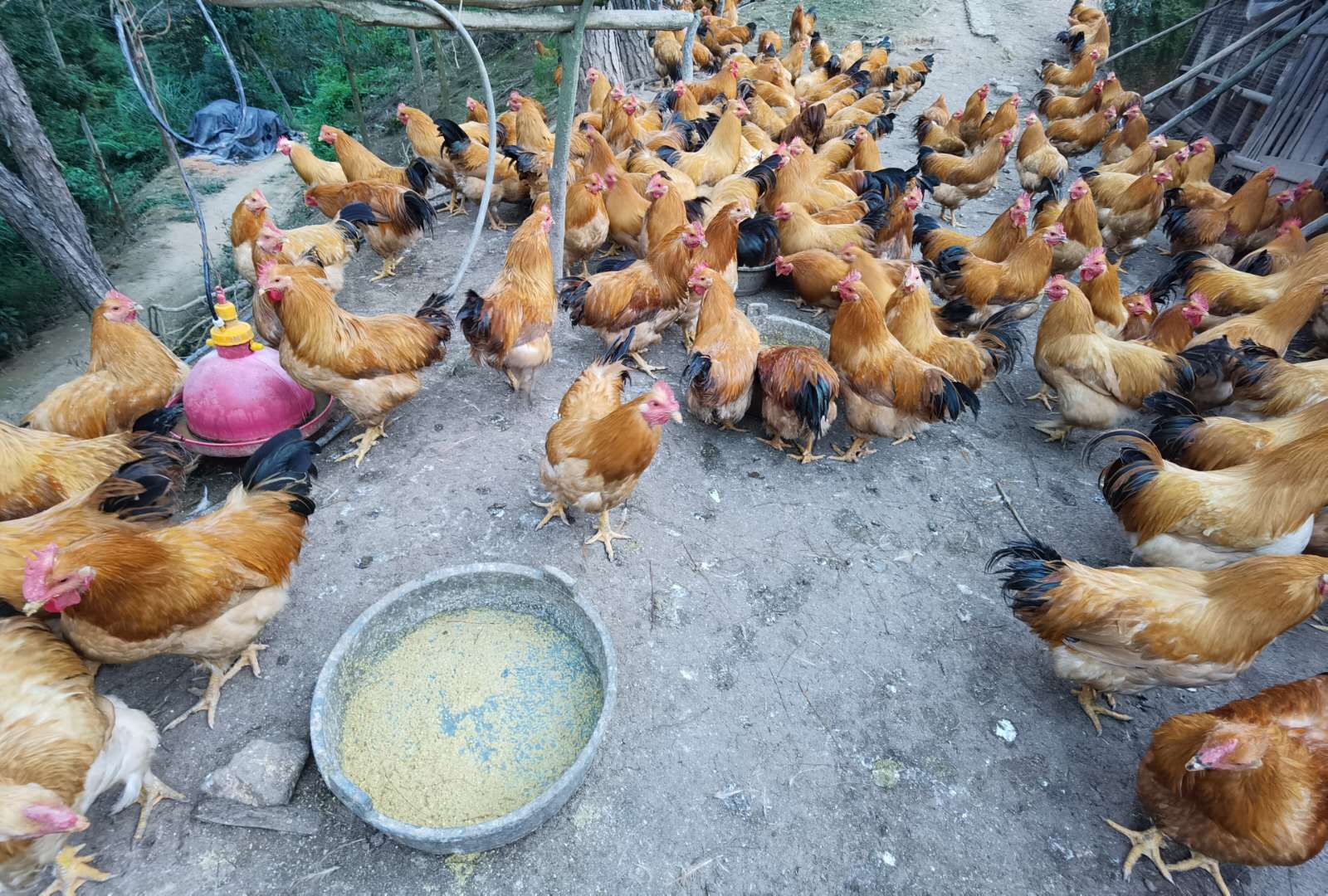 饲喂发酵饲料的鸡场1.jpg