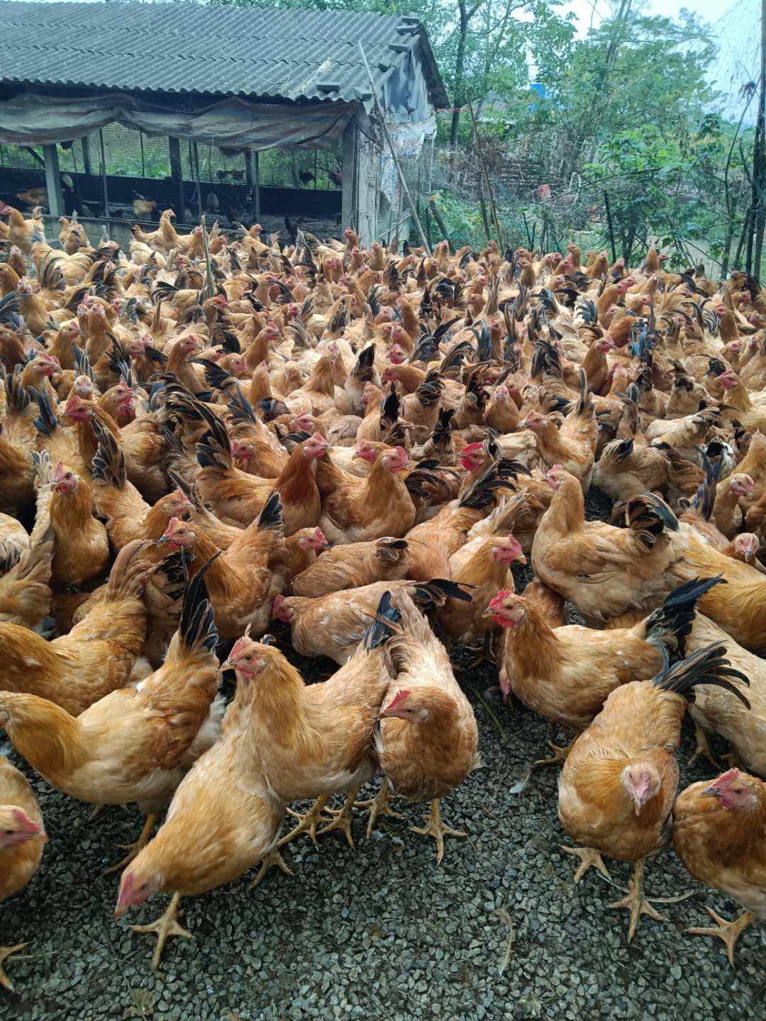 使用益生菌高密度养鸡现场4.jpg