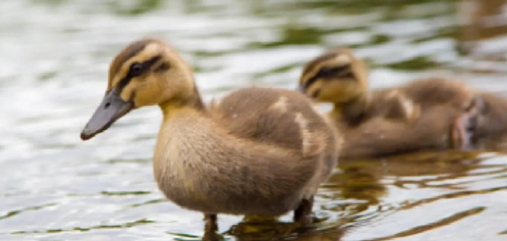 60B59A2DDE9D10DAC64478E476D5658E.png 60B59A2DDE9D10DAC64478E476D5658E.png