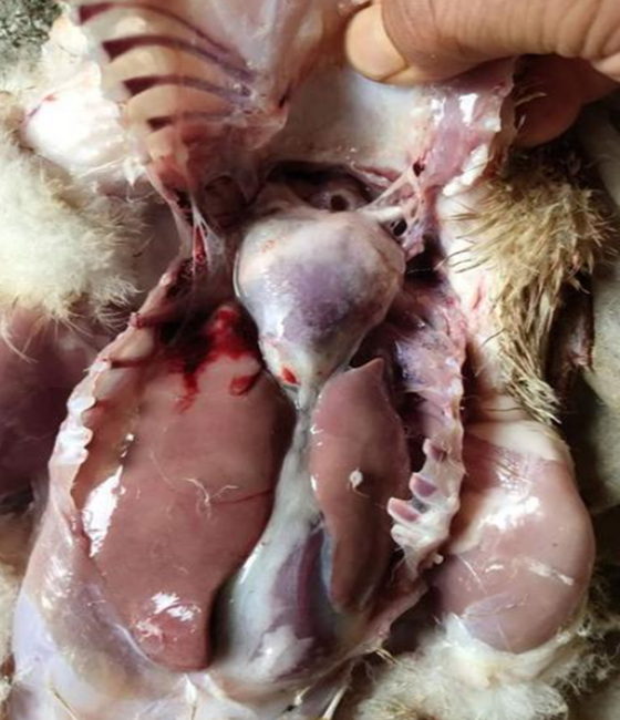 DE00801FC0C04B0B503194BD40A4DCBF.png DE00801FC0C04B0B503194BD40A4DCBF.png