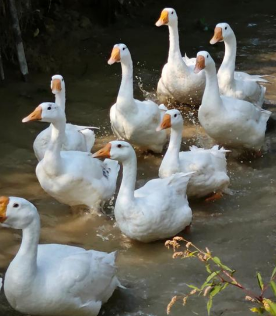 6357EF4F32B8F8B91BB7BDAAD7F8FDEA.png 6357EF4F32B8F8B91BB7BDAAD7F8FDEA.png