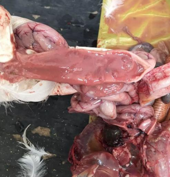 41DF394CCBA81D7FE0743E7F15A11C1E.png 41DF394CCBA81D7FE0743E7F15A11C1E.png