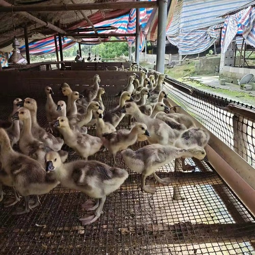 微信图片_20230612095145.jpg 微信图片_20230612095145.jpg