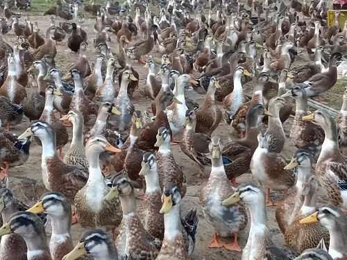 微信图片_20230612095245.jpg 微信图片_20230612095245.jpg