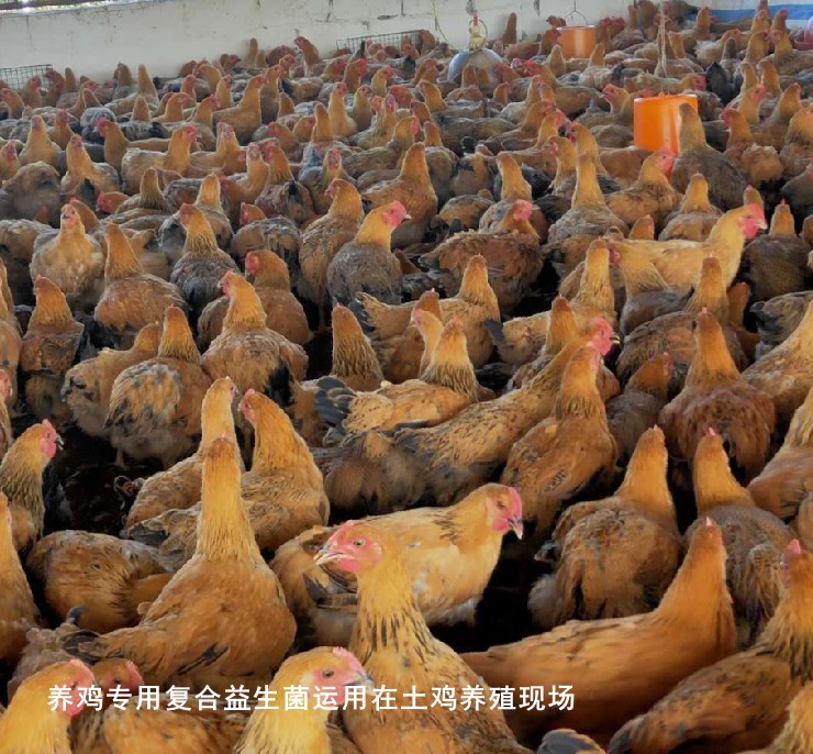养鸡专用复合益生菌运用在土鸡养殖现场.jpg