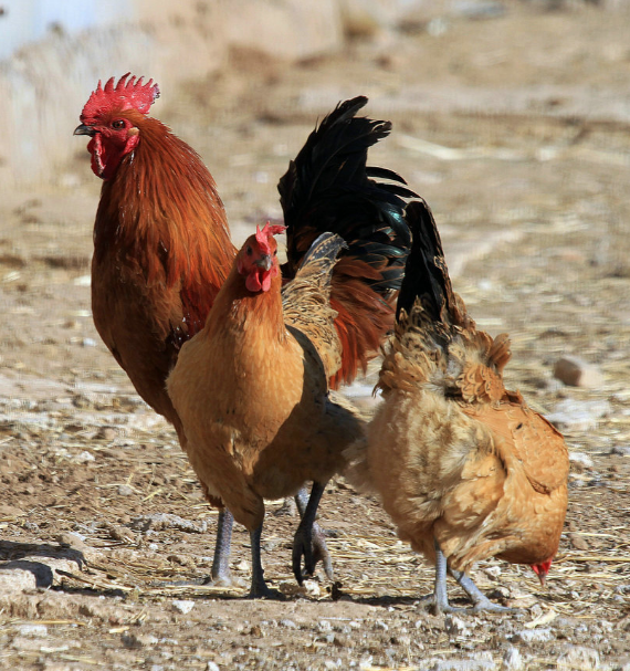 QQ图片20251223105253.png QQ图片20251223105253.png