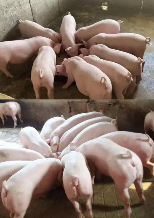 ed2b22321e0b6cae22b85585259a8031.jpg ed2b22321e0b6cae22b85585259a8031.jpg