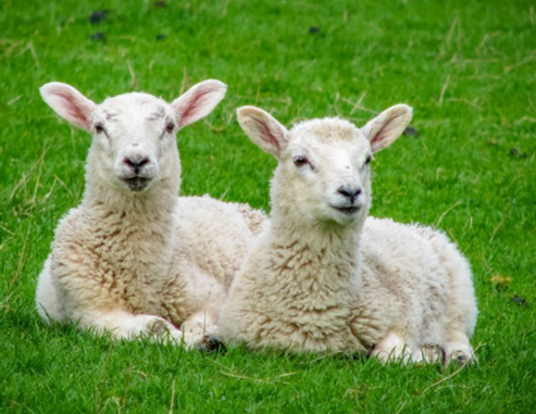 QQ图片20260127102817.png QQ图片20260127102817.png