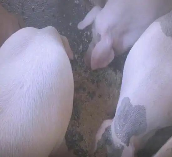 bf72c417221c90586c7438ab7ec78291.jpg bf72c417221c90586c7438ab7ec78291.jpg