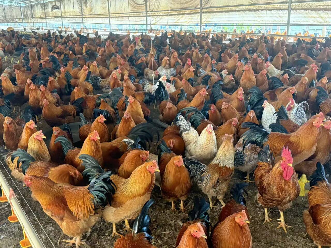 a4497d2ecef1d99e856e98002538adc1_720.jpg a4497d2ecef1d99e856e98002538adc1_720.jpg