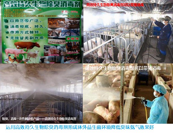 运用高效持久生物除臭消毒剂形成体外益生菌环境降低臭味氨气效果好.jpg 运用高效持久生物除臭消毒剂形成体外益生菌环境降低臭味氨气效果好.jpg