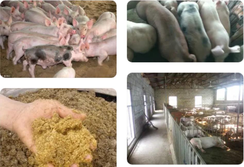 17241242996258711.jpg 17241242996258711.jpg