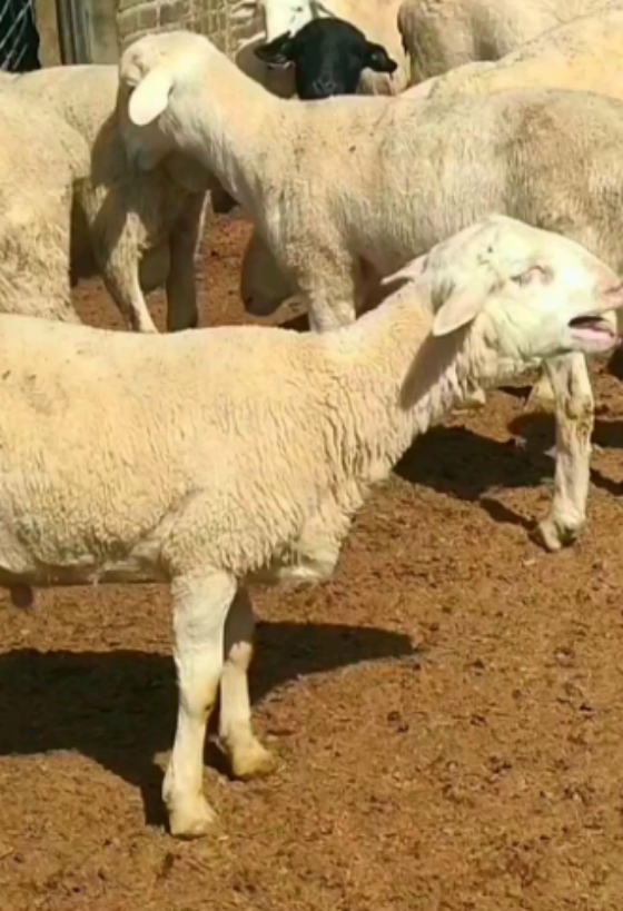 5b877bc4f78e3330767f780c8ccc0dff.png 5b877bc4f78e3330767f780c8ccc0dff.png