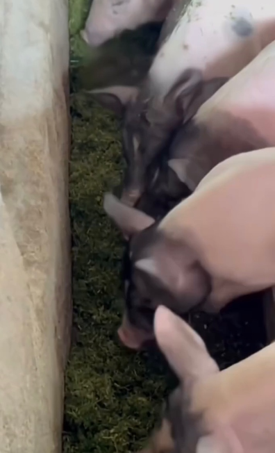 17372656653565961.png 17372656653565961.png