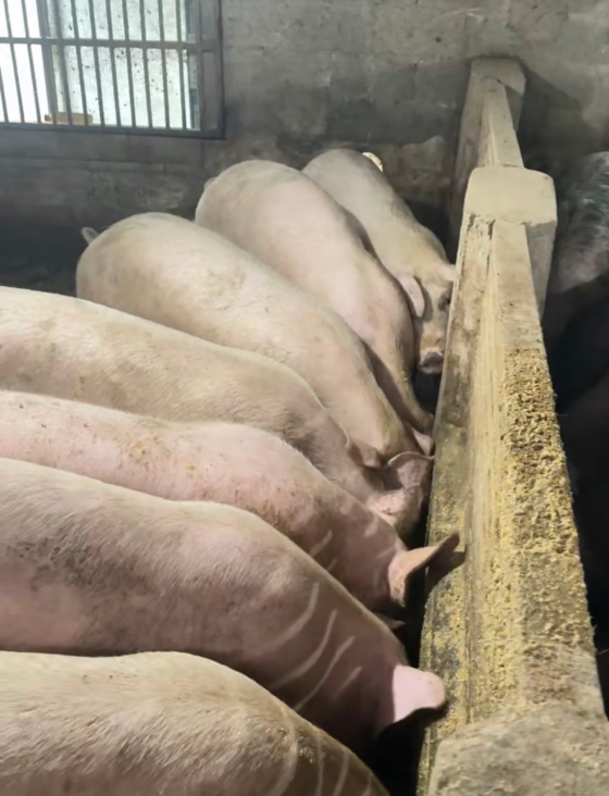 1FA974CA60D28C72CD8D505C76425966.png 1FA974CA60D28C72CD8D505C76425966.png