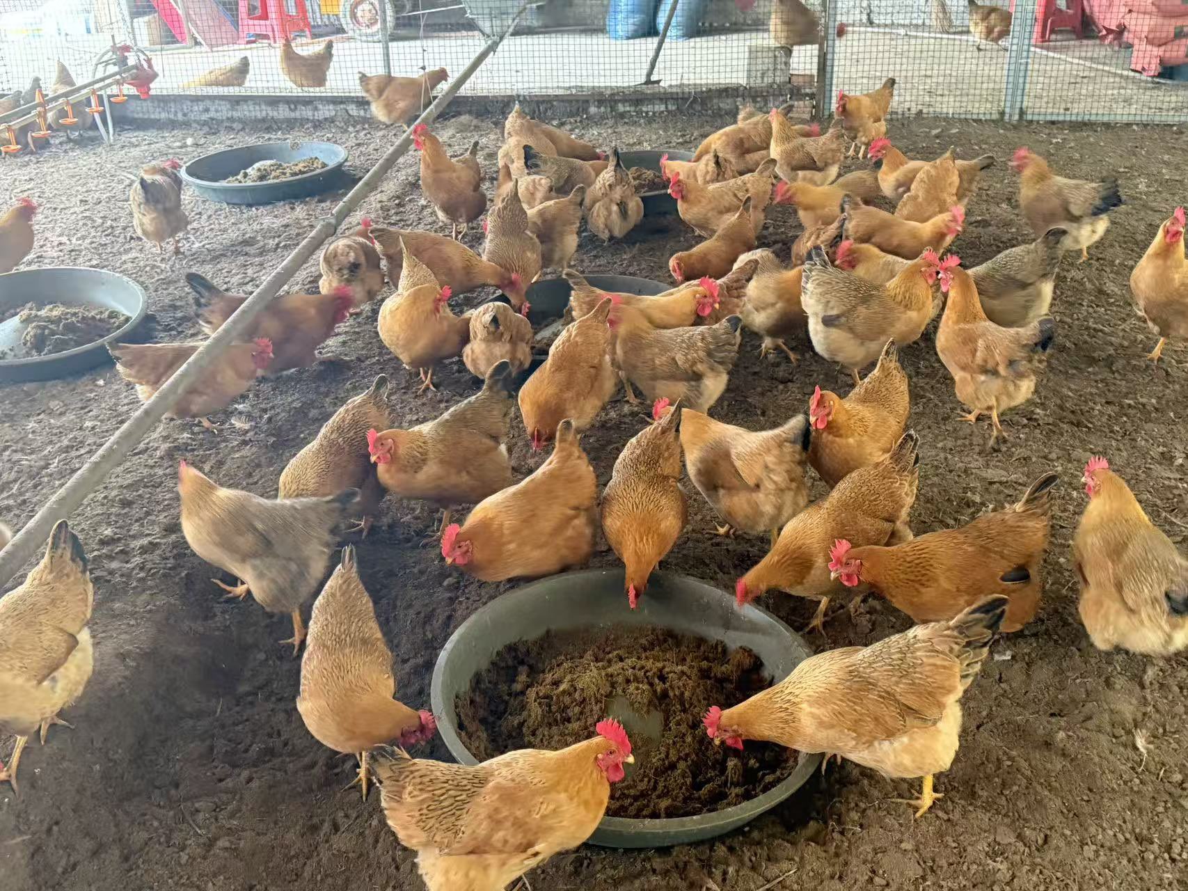 0059dd4067867bc0ff6813c73b852026_17726123315333250.jpg 0059dd4067867bc0ff6813c73b852026_17726123315333250.jpg