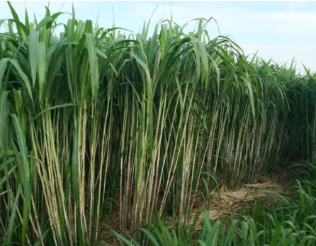 aaba6b0f6c38607e585ec2309cd5eba8_17744292669294783.png aaba6b0f6c38607e585ec2309cd5eba8_17744292669294783.png