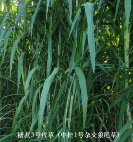 c0df626abb17a9bca5423da5db67d261_17739759189694273.png c0df626abb17a9bca5423da5db67d261_17739759189694273.png