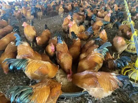 340f3be1ec0f9b3c442c355c4d1d25b9_17744028327381514.jpg 340f3be1ec0f9b3c442c355c4d1d25b9_17744028327381514.jpg