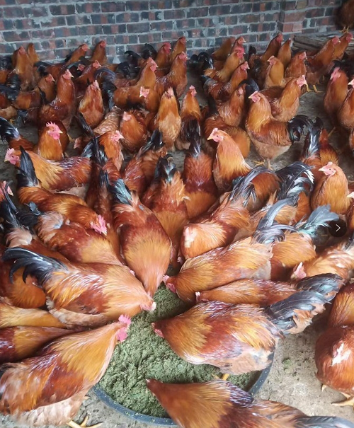 1999c6f25368a6b7abe9daa1eab5e47d_17734129807433287.png 1999c6f25368a6b7abe9daa1eab5e47d_17734129807433287.png