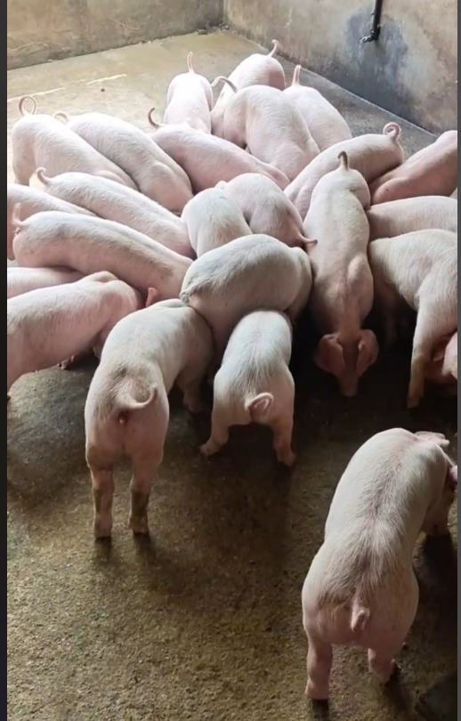 截屏2026-04-07 11.08.21.png