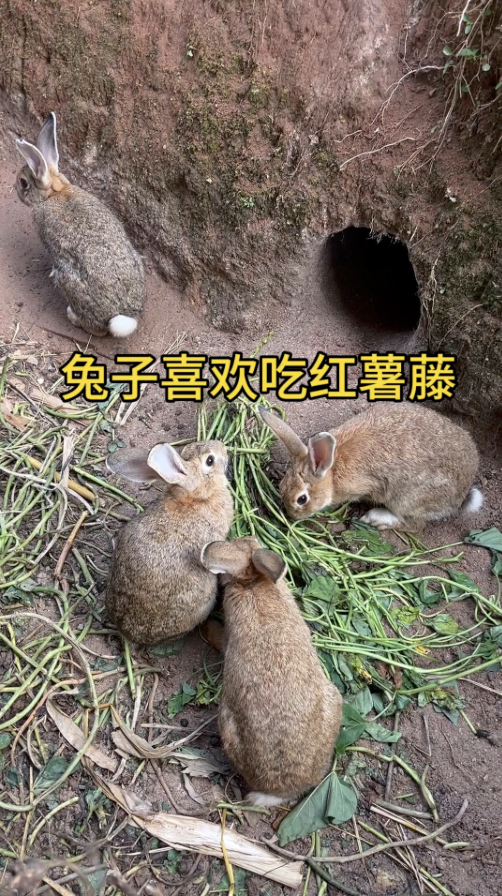 截屏2026-05-19 10.29.55.png 截屏2026-05-19 10.29.55.png