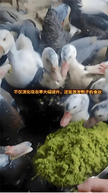 X9N2JD~R33I1HJH84U1S(L0.png