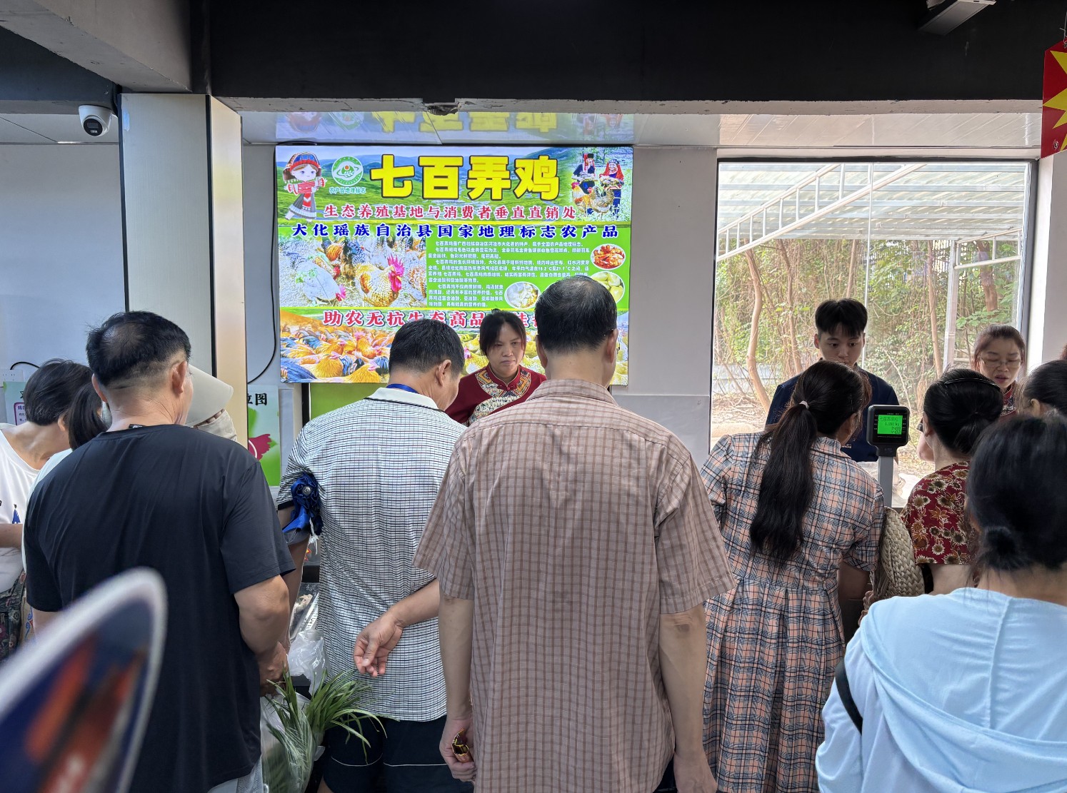 七百弄鸡南宁销售.jpg 七百弄鸡南宁销售.jpg