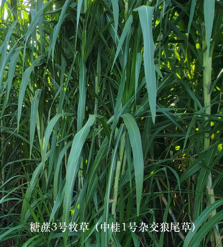 QQ图片20250111153708.png QQ图片20250111153708.png