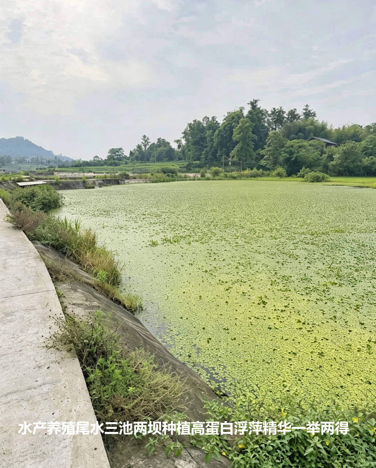 水产养殖尾水三池两坝种植高蛋白浮萍精华一举两得.jpg